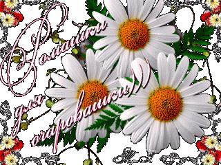 romashki-dlya-ocharovashki