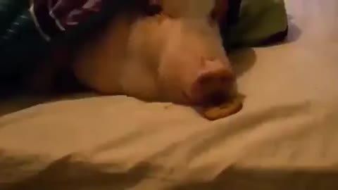 SUPER_POZITIV_JuMOR_Prikol-_im