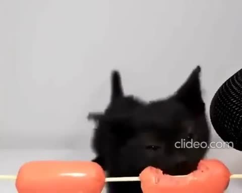cutecats-___CHuuVrgKhPO___-