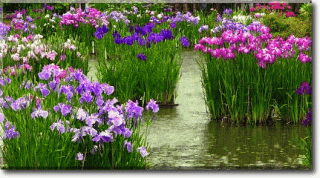 dozhd-vodyanye-irisy