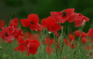 makovoe-pole-cvety-gif-animaciya