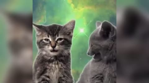 Котятки