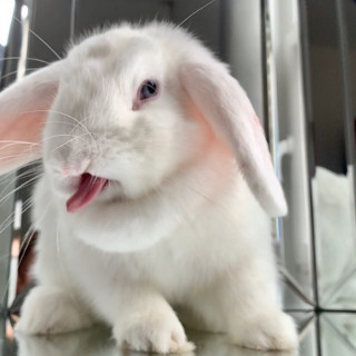 bunniesthatlunch-___CH93xTlHSuA___-