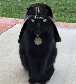 cuteiicats-___CH-AhWDJnMF___-