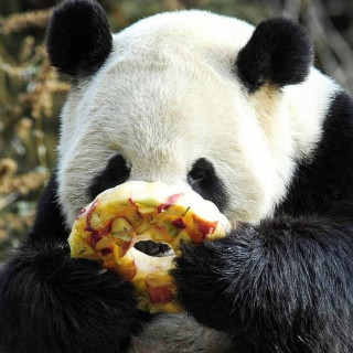 purelypandas-___CH8LHVpBDqn___-