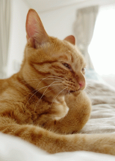 240443a778ec46e5d376054e6214ff28