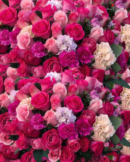 rosesroja-___CILx10_An4c___-