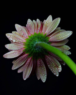 bns_flowers-___CILtpKuJtWV___-