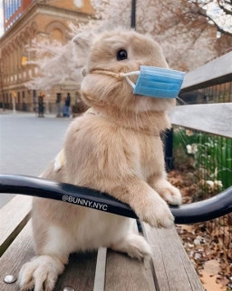 rabbitloverworld-___CIV2cn-F-Kh___-