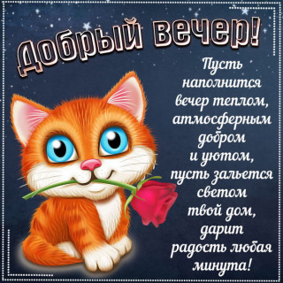 foto-1-prikolnyy-kotik-zhelaet-dobrogo-vechera
