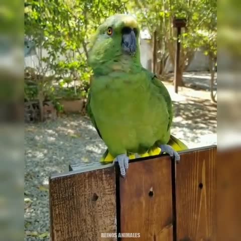 video-76f52608af1602a62911c4503e226622-V