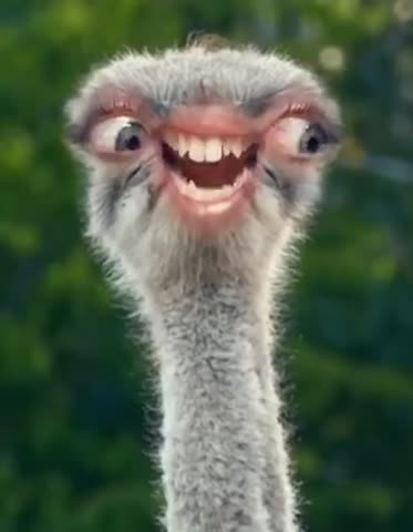 Foiz__video-8ffbccc14e51fa9ab332c273f41d5a41-V