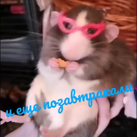 video-de06de9056dd8ac500ffa07644443bf6-V