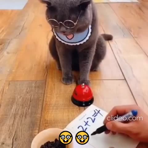 cutecats-___CI0Pz5AKNIb___-