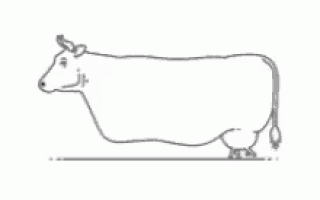 cow-walking
