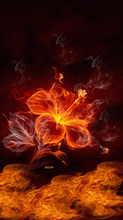 fireflower_FFSF8RAY