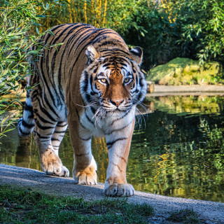 tigr_bolshaia_koshka_vzgliad_171010_2780x2780