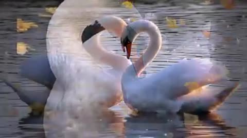 video-70c020c3b38bf3a262cc2c0c734e0377-V