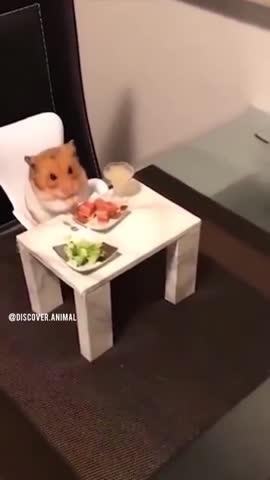 lovinganimals_dg-___CJWLCpkq19x___-