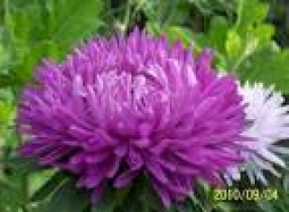 images-16