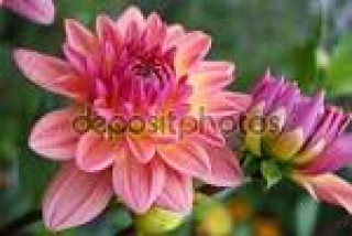 images-15