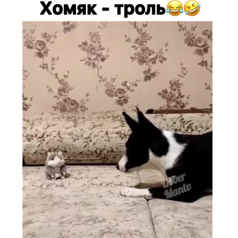 dober_mantv-___CJWcTyFhx7j___-