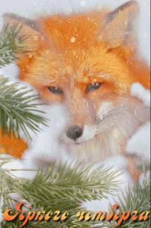 Четверга лис