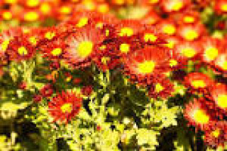 images-14
