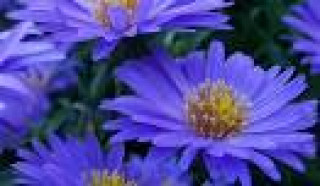 images-10