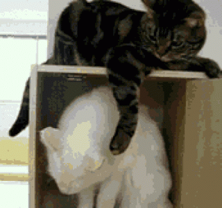 1de0b66948863e3e34725d60404e6006