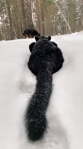 tiktokvideo_1610155650