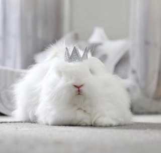 thehappybunnyclub-___CJ3v7kNLzWw___-