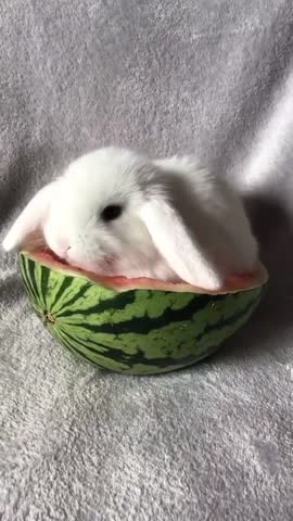 cutest_bunny-___CKGdmzSKhqm___-
