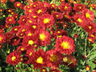 images-6