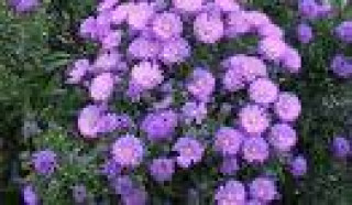 images-5