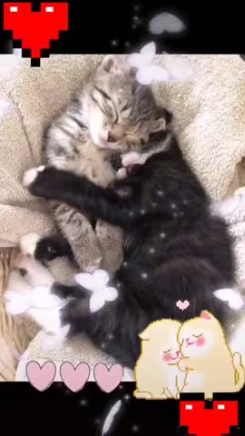 Foiz__VID-20210121-WA0001
