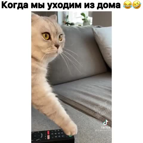 dober_mantv-___CKeUpGqh0An___-