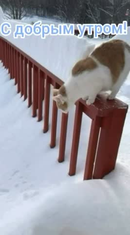 video-fe4669c8c73a1e20368ca07a3bf6ab1a-V