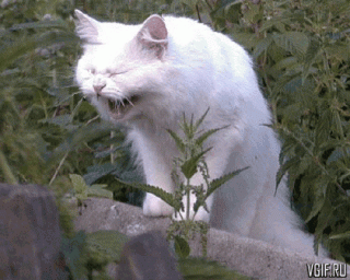 Кот ржот
