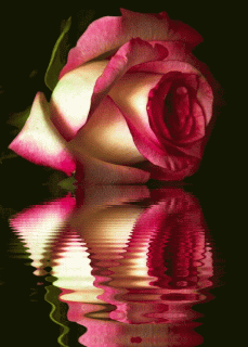 Роза отражение