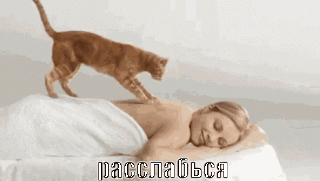 Кот делает массаж