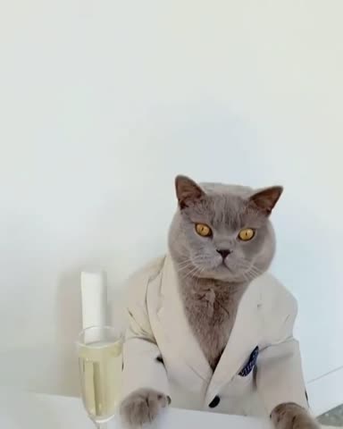 cat_video__-___CKvryMliP67___-