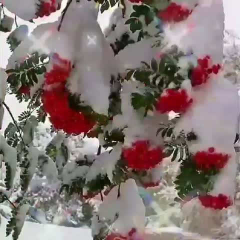 VID-20210203-WA0003