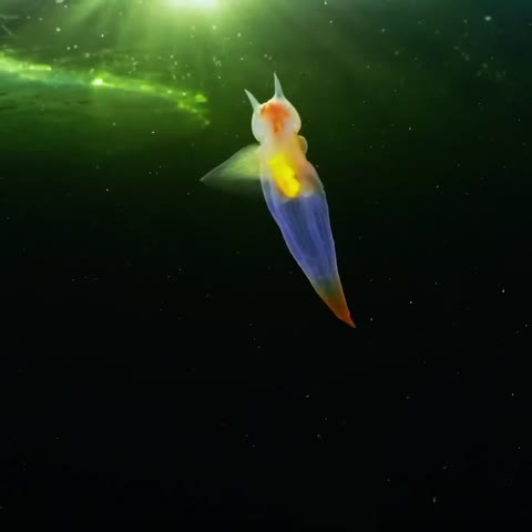 A_vy_kogda-nibud_videli_morskogo_angela-