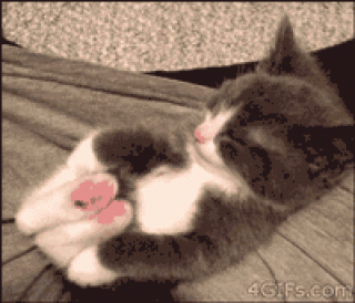 Котенок тянет лапки