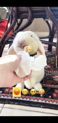 bunniesfeed-___CLBgcKFJI3q___-