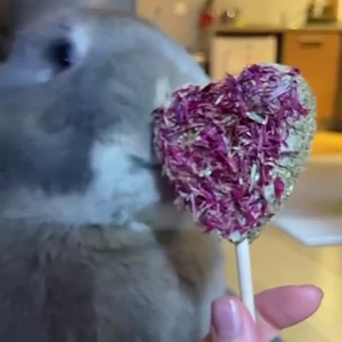 merlin_thegiantrabbit-___CLCKFaPFH_o___-