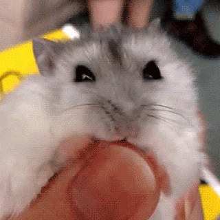 хома_грызетноготь