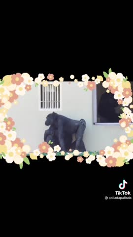 video-40f4387df7fe-V