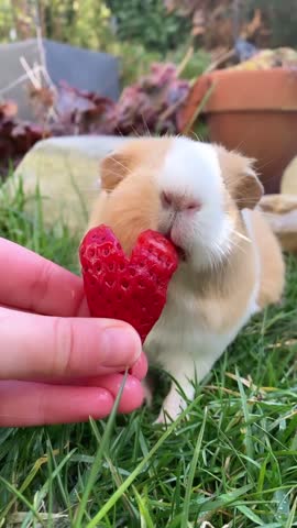 thepiggypotatoes-___CLMk-HzAhLc___-
